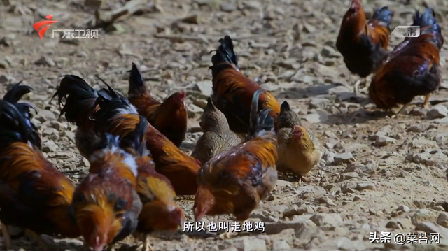 老广的味道 鱼肚花胶是哪期 老广的味道第五季鱼露
