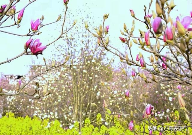 成都最浪漫的玉兰花开了，油菜花和玉兰花惊艳同框，让人赏心悦目