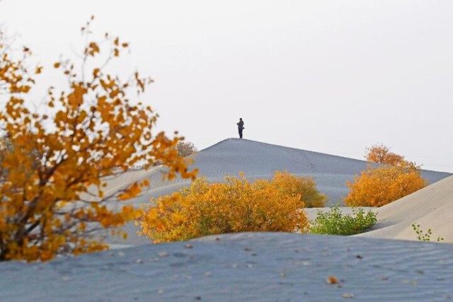 出片率100%！赴一场沙漠胡杨的金色之约