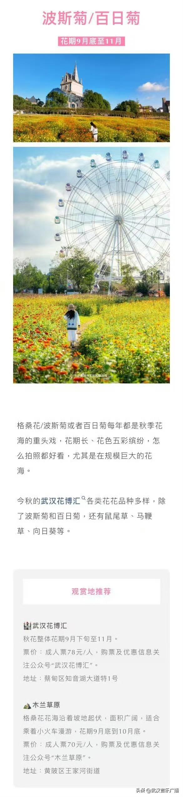 武汉秋天的第一波花海香了