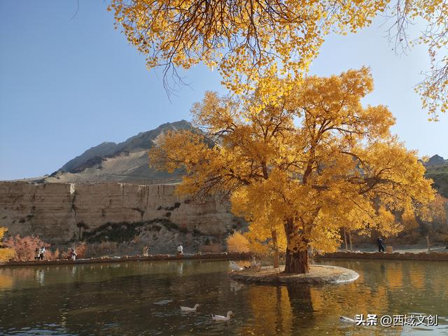 散文写人生｜我爱多坝沟的胡杨 文图/张耀宇