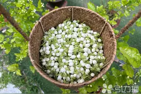 苏州人的夏天，怎么能缺了茉莉花呢？图片