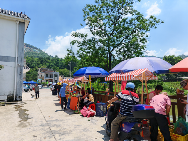 云城区高峰街道：绿荫下的赤黎村