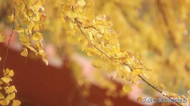 最大1600岁!黄石这几棵银杏王 你都打卡了吗?