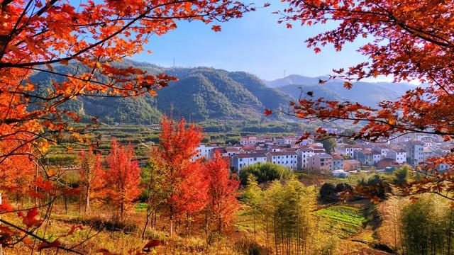 江西秋色藏不住！这8处红叶秘境惊艳了整个秋天！