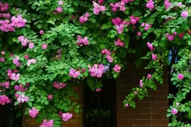 人老了，在儿女家住一段时间，就会明白三个不好的真相图片