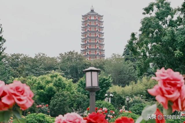 好客山东好品山东｜初秋！在兰陵逛公园才是正经事！