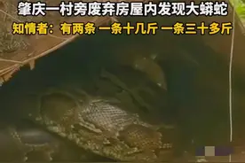 我没看错吧！广东肇庆废弃房屋惊现2条蟒蛇，消防出警2次没捉到！图片