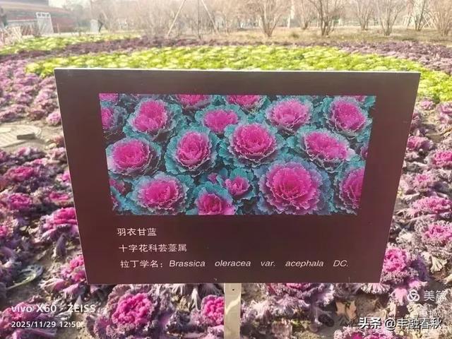 北京景山公园羽衣，冬园锦色｜申艳娟