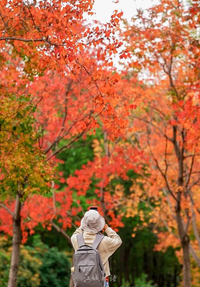 太出片了！这里的枫叶红了，乌桕美了！网友：原来武汉的秋天这么多情！