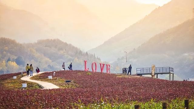 西安:秦岭脚下荞麦香 峪口村畔好风光