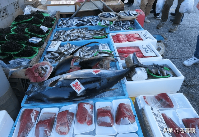 果然不出中国所料：特朗普5个字定调中美，高市早苗悬着的心死了