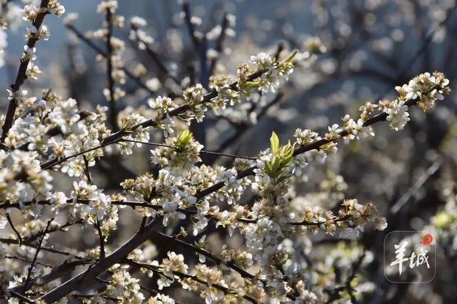 千树万树“李”花开!广州从化桂峰村迎来南国“雪”景
