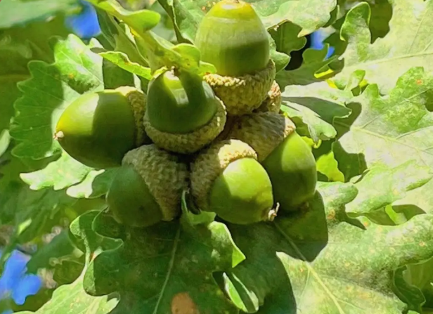 首次发现仅3株，25年云南又发现2株，网友：不稀奇	，老家遍地都是