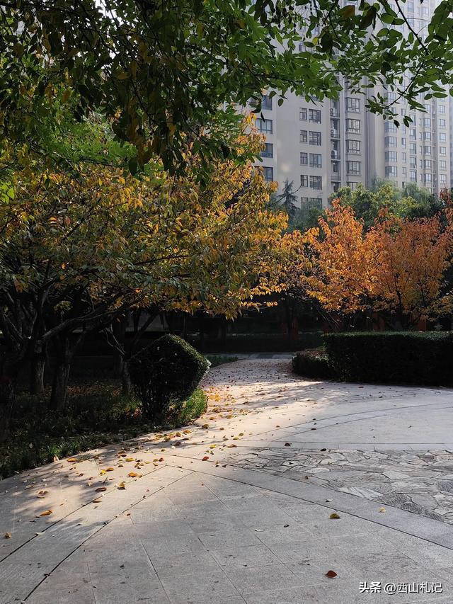 五线小城里的银杏大道，美翻全网的深秋景色原来在这里