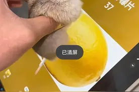 笑不活了！鼠鼠我呀这辈子也没想到还能成玩游戏高手！！图片