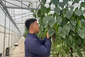 爱“折腾”的95后新农人和他的彩椒旷野图片