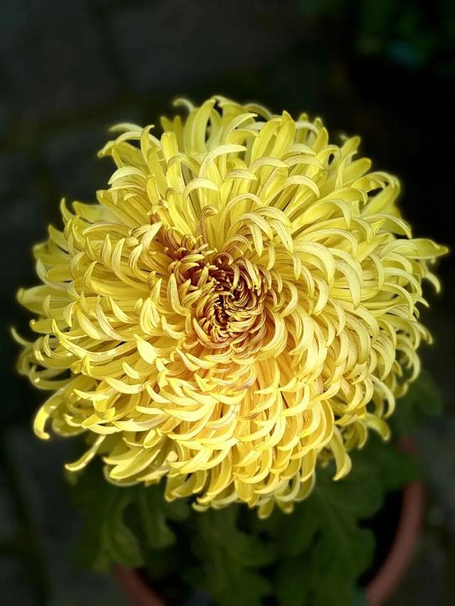 陶渊明，你的“互联网嘴替”是开封！