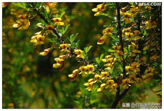 山东行游影记（50）—银雀山汉墓竹简博物馆（一）