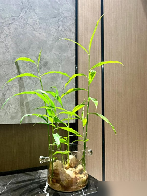 北京一姑娘“把生姜当绿植”养在客厅走红，网友：好美，好高级