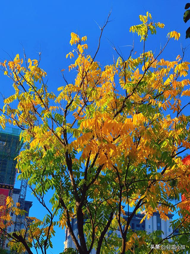 秋霜寒，秋叶艳，秋林醉，在家乡小城，邂逅一场姗姗来迟的秋景