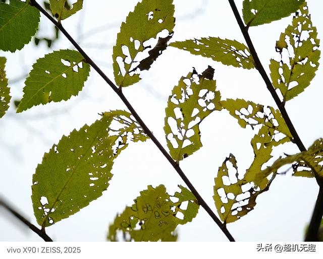 我家狗吃屎那天我的影像记录中