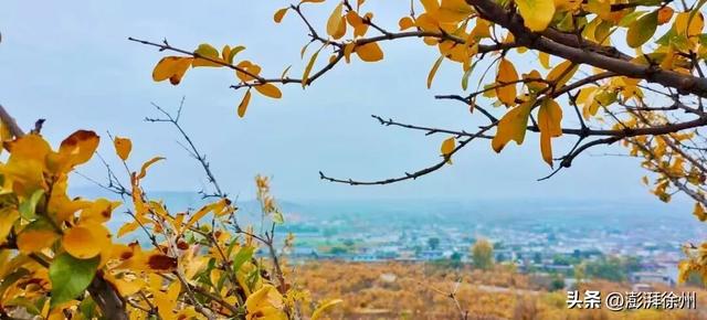 寻美薛城丨又见一年榴叶黄！