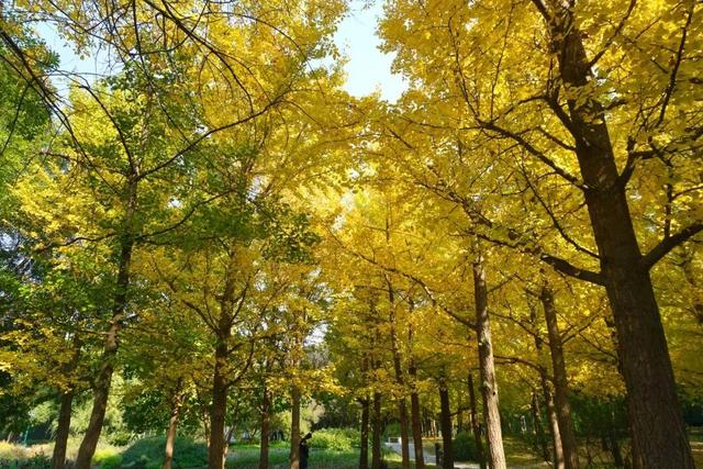 实拍！海淀“莫奈花园”已开启五彩斑斓“童话模式”