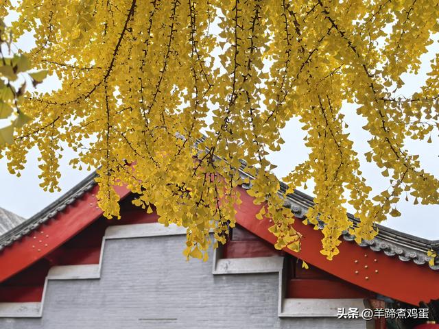 秋风独宠一园菊，晚来香艳出樊篱——北京北海公园2025年菊花展