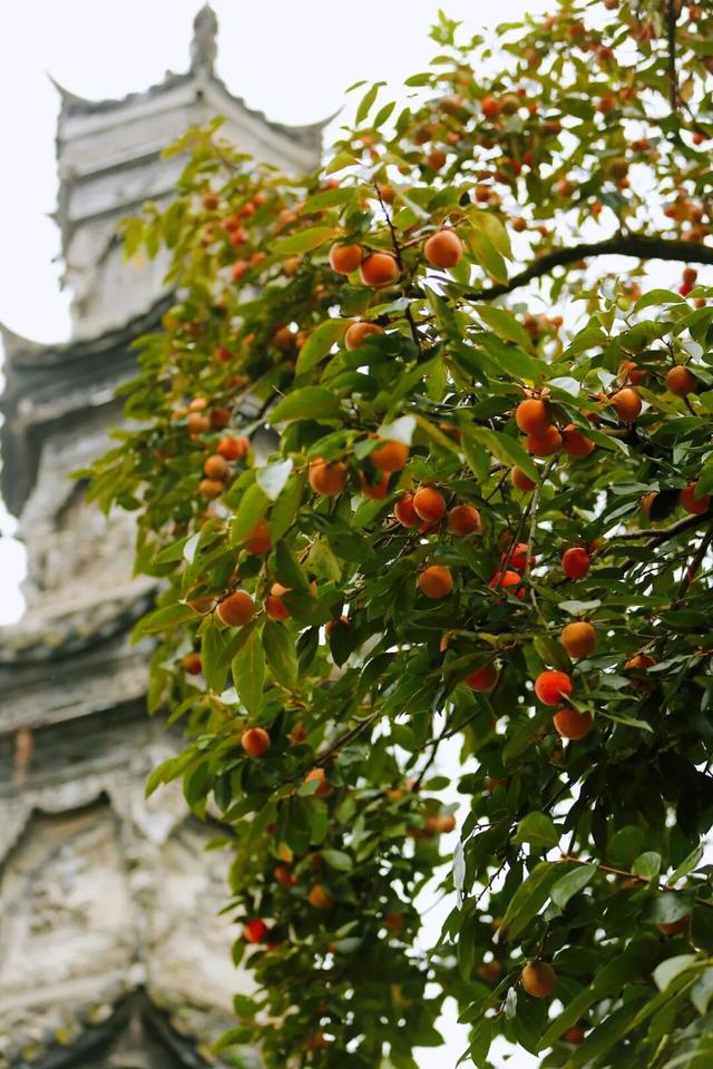 就这一口柿子，盼到冬天了！