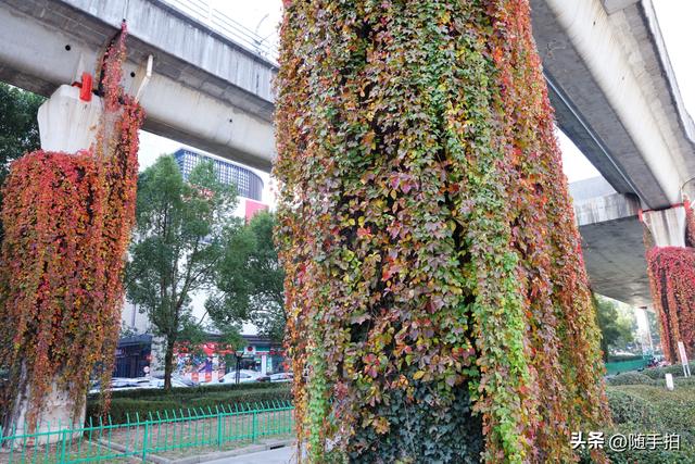 邂逅初冬美景，上海地铁11号线安亭段桥墩爬山虎红了