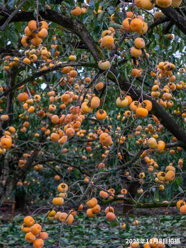 最佳观赏期！冬天来广西，指定有好“柿”！（附最新实拍图）