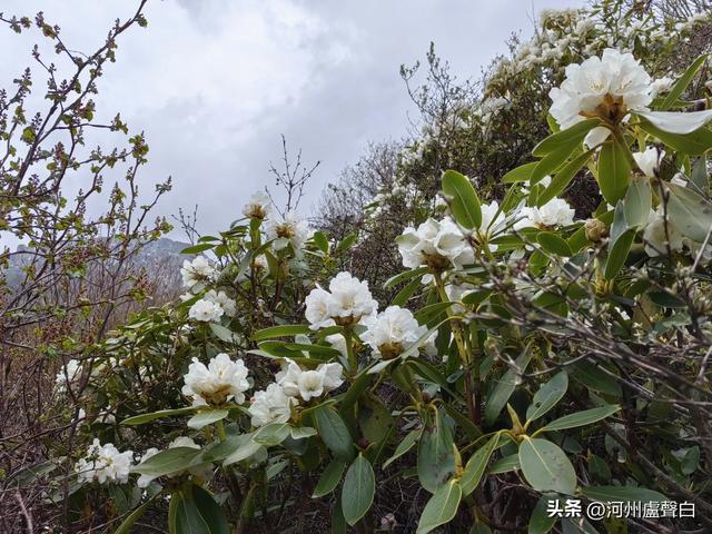 渭源双石门*石门雪山的杜鹃花