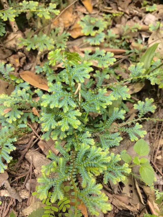 带小朋友去贵州茂兰,连环探洞加漏斗原始森林徒步二日游全攻略!