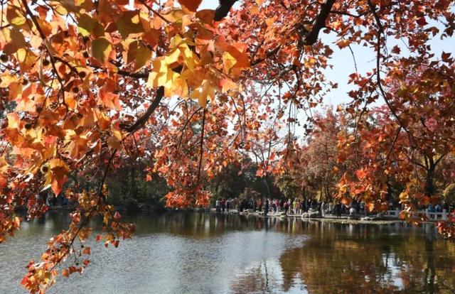 天平山红枫正式迈入最佳观赏期，美！