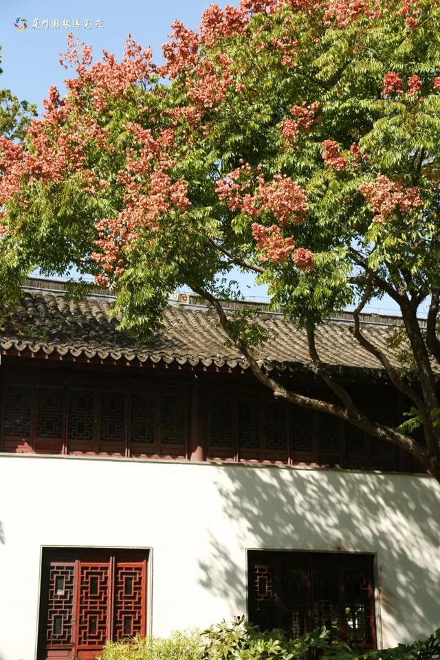 被厦门的秋天圈粉了!金色花海、粉色“云霞”……周末就出发→