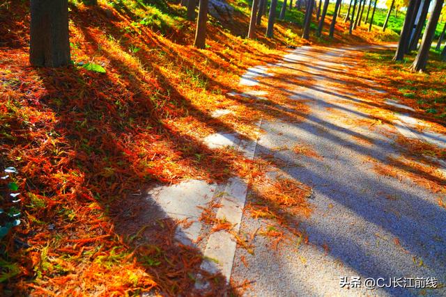 河南淮滨：落羽杉廊道染成红杉道