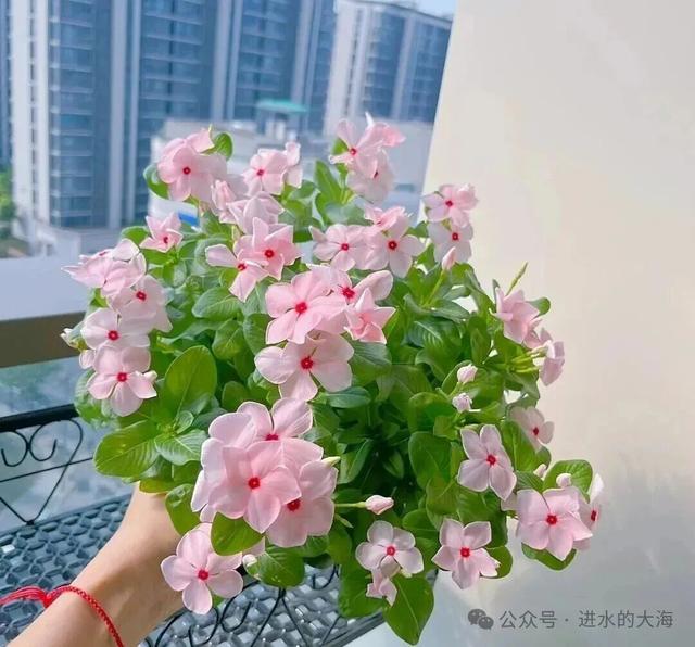 这8种花家中“不能养”，对身体有危害，一盆也不行！
