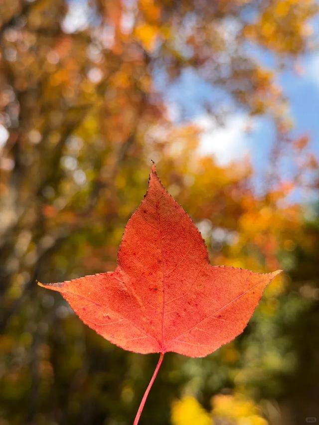 2.5万人!昆明植物园开启“人从众叕”模式,你们被枫叶刷屏了吗?