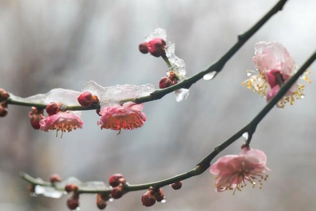 光影遇梅香！成县文旅春日上新啦