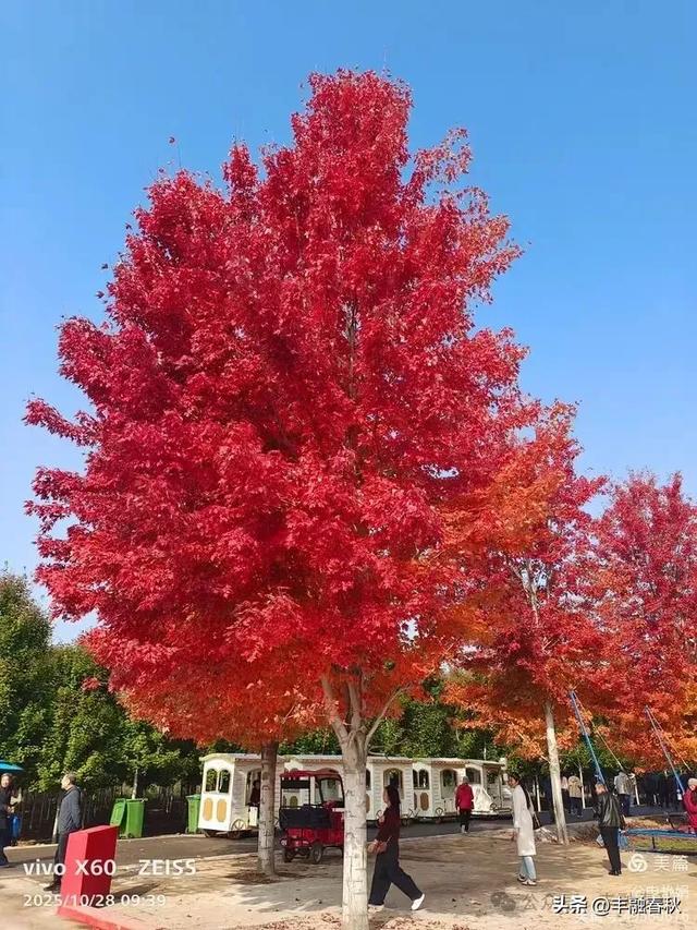 丹枫映秋,枫彩满楼|申艳娟