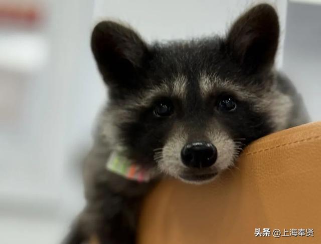 万券齐发、嗨玩10天不打烊！“6一夏”墩墩集市摊主招募启动！