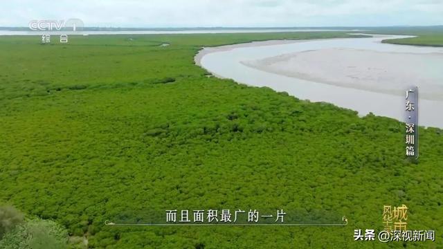 央视《城市风华录》走进深圳，解锁深圳N种“奇迹”的打开方式