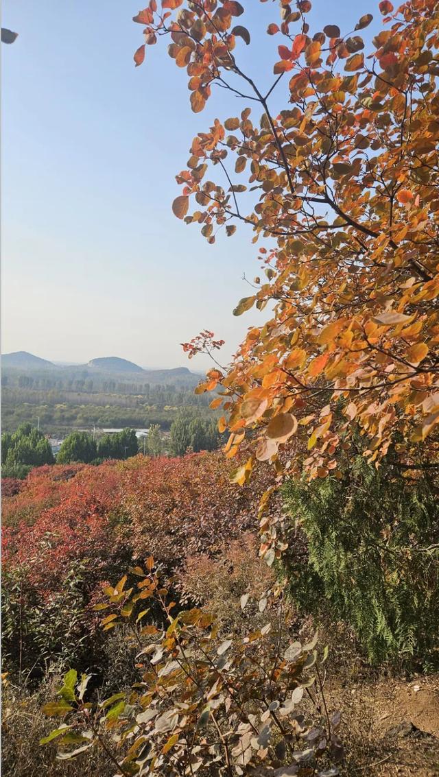 京郊红叶顶流已上线，这里已经美到窒息！避堵攻略速藏！
