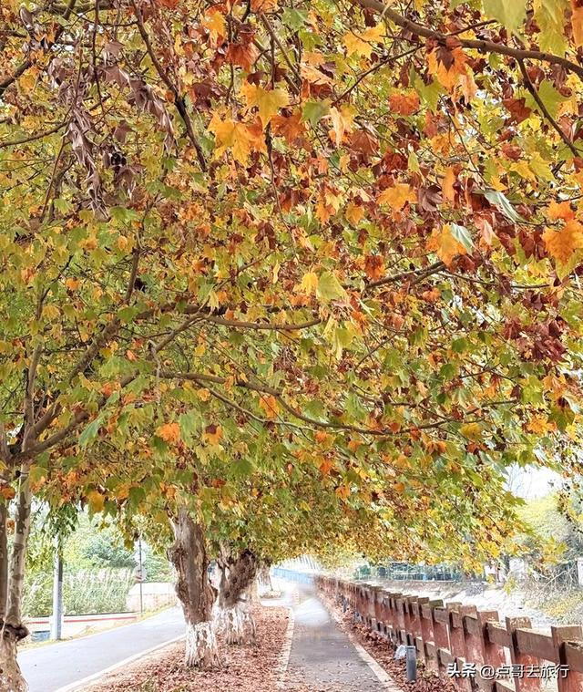 成都4大梧桐观赏地，17公里金色隧道，超级壮观，地铁公交直达！