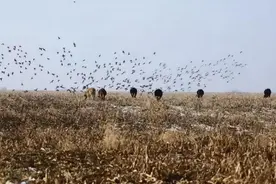 1958年，毛主席下令打雀，2亿麻雀一夜消失，竟引来一场灭顶之灾图片