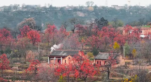 这是我见过最美的柿乡:红灯笼挂满枝头,烟火气暖透心间