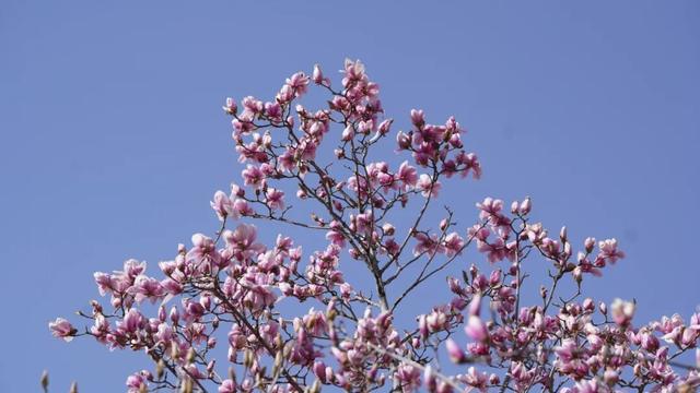 绝美！又是一年玉兰开