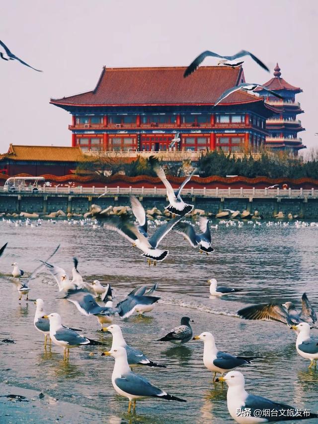 【乐游烟台】烟台蓬莱已开启“鸥”耶模式！快来赴一场冬日浪漫吧～