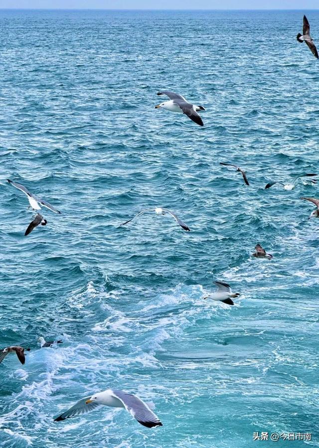 冬日限定浪漫！跟着蒋欣去海上喂海鸥！